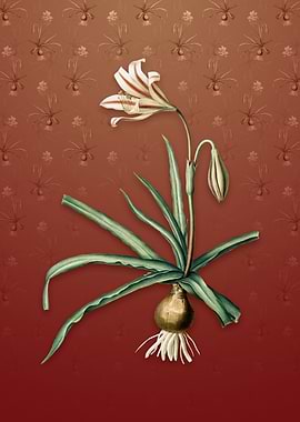 Amaryllis Broussonetii