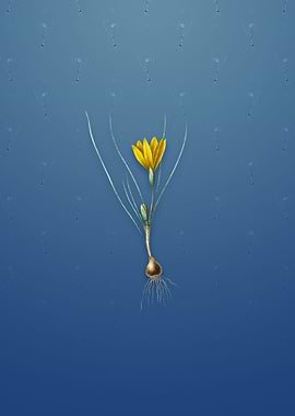 Vintage Ixia Filifolia