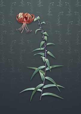 Tiger Lily on Slate Gray