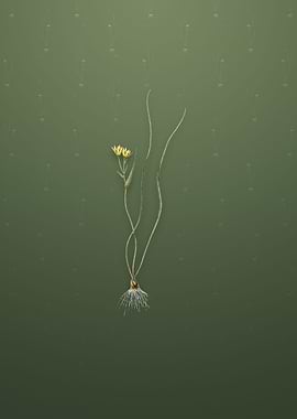 Ornithogalum Spathaceum