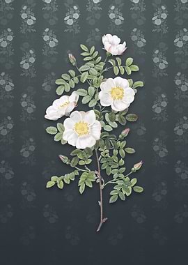 Vintage White Burnet Roses