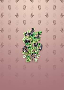 Hairy Leaf Black Hawthorn