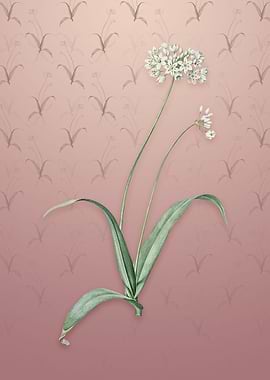 Vintage Spring Garlic