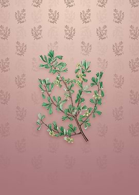 Three Toothed Purshia