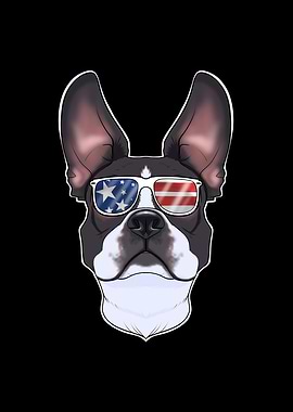 Boston Terrier USA