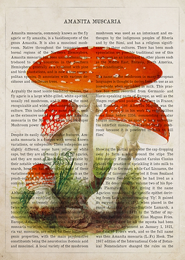 Mushroom Amanita Muscaria