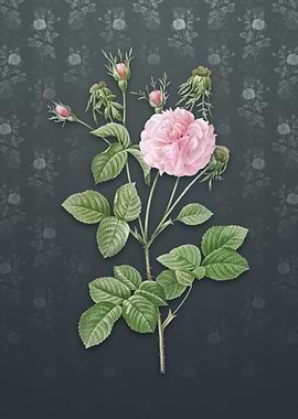 Vintage Pink Agatha Rose