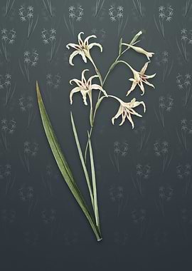 Gladiolus Cuspidatus