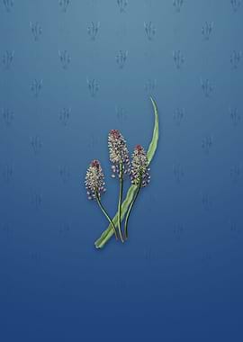 Meadow Squill Flower