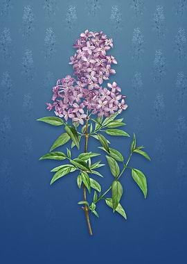Vintage Persian Lilac