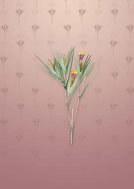 Vintage Witsenia Maura