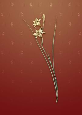 Gladiolus on Falu Red