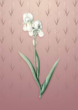 Vintage Tall Bearded Iris