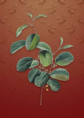 Alpine Buckthorn Plant