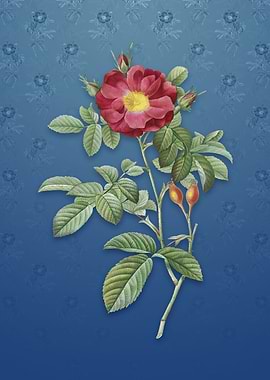 Vintage Red Portland Rose