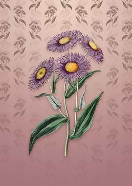 Vintage Shewy Stenactis