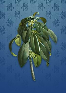 Spurge Laurel Weeds