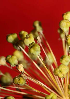 Flower fruits background