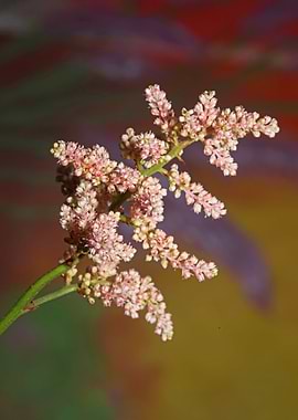 Flower blossoms background