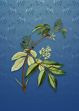 Vintage Red Elderberry