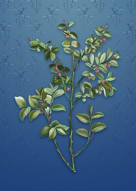 Bilberry on Bahama Blue