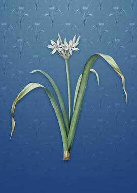 Small Flowered Pancratium