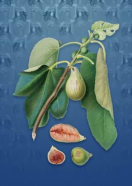 Monaco Fig on Bahama Blue