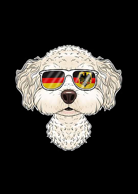 Bichon Frise Germany