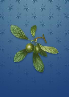 Crabapple on Bahama Blue