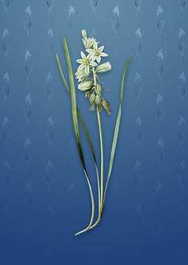 Drooping Star of Bethlehem