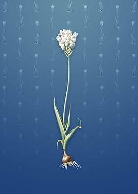 Vintage Chincherinchee