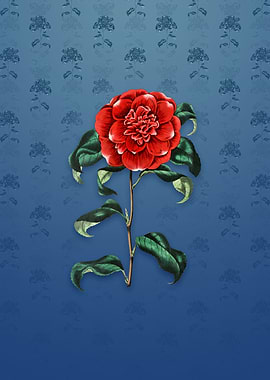 Reevess Crimson Camellia