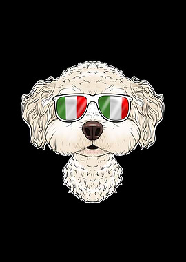 Bichon Frise Italy