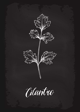 Kitchen Herbs Cilantro