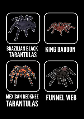 Different Types Of Spiders