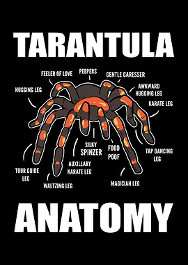 Tarantula Anatomy