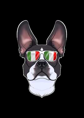Boston Terrier Italy