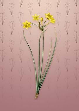 Vintage Rush Daffodil