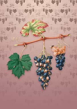 Vintage Summer Grape