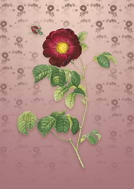 Vintage Rose on Dusty Pink