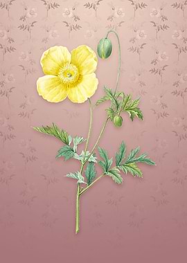 Vintage Welsh Poppy
