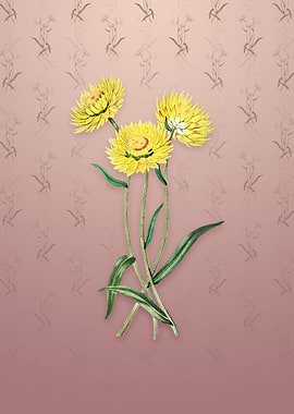 Vintage Helichrysum Flower