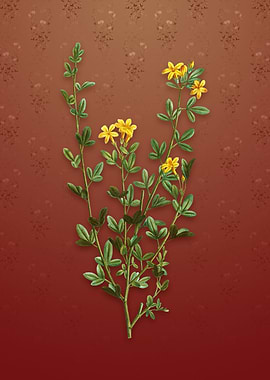 Yellow Jasmine Flowers