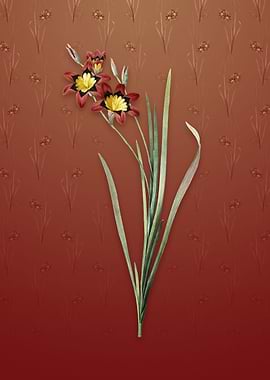 Vintage Ixia Tricolor