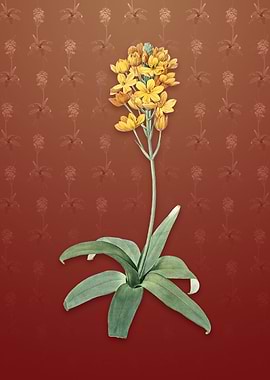 Sun Star on Falu Red