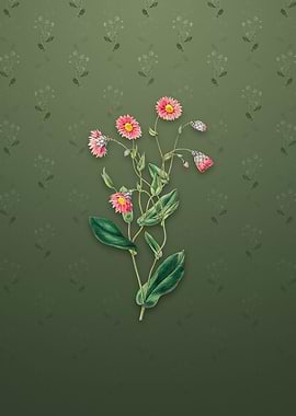 Captain Mangles Rhodanthe