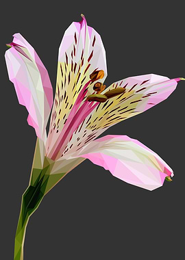 White Pink Lilly Flower