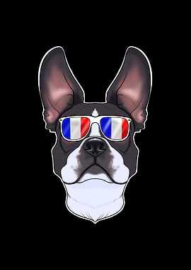 Boston Terrier France
