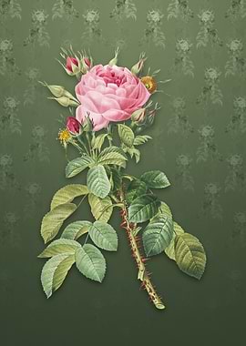 Vintage Four Seasons Rose