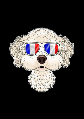 Bichon Frise France